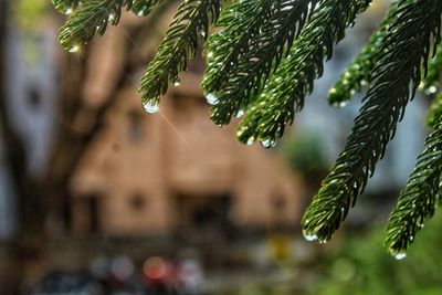 Close-up of wet pine tree