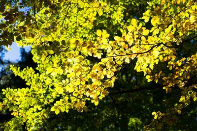Low angle view of yellow flowers on tree