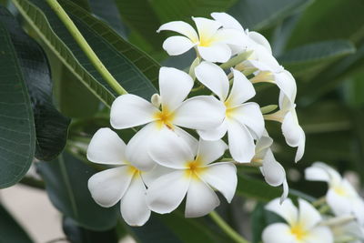 Close-up of white flowering plant