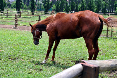 Horse in a field