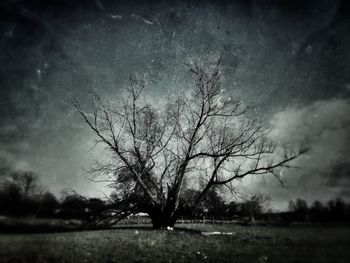 Bare tree on field against sky