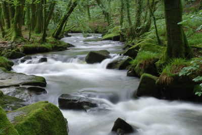 Scenic view of waterfall in forest