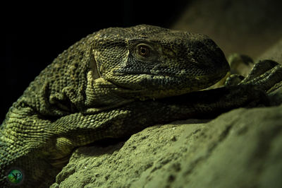 Close-up of chameleon on rock at night