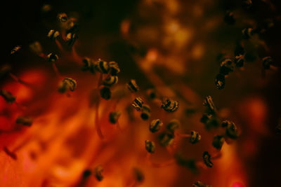 Full frame shot of flowering plant