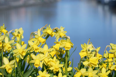 Close-up of yellow flowering plant on field