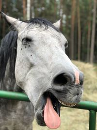 Close-up of a horse