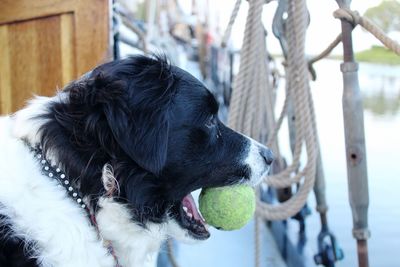 Close-up of a dog