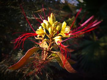 Close-up of red flower