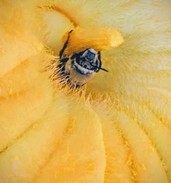 Close-up of bee pollinating flower