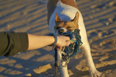 Midsection of person holding small dog on land