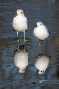 bird