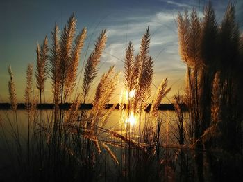 Close-up of reed grass against calm lake during sunset