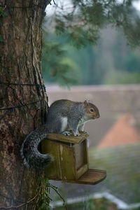 Close-up of squirrel on tree trunk