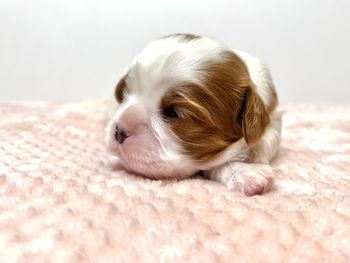 Close-up of puppy sleeping