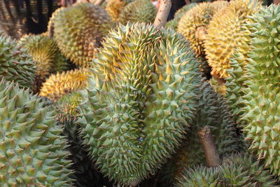 High angle view of succulent plant