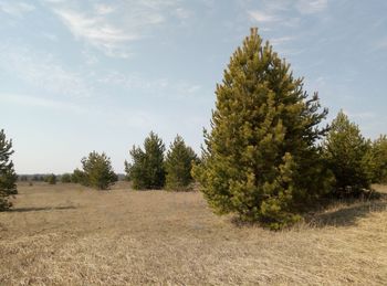 Fir trees on the field against the sky, trees