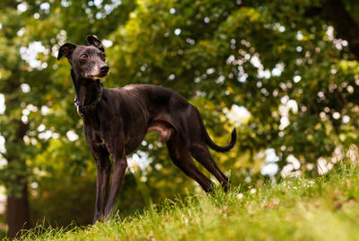 Portrait of a dog standing on field