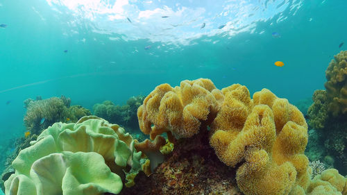 Tropical coral reef seascape with fishes, hard and soft corals. underwater video. 