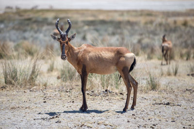 Side view of red hartebeest on field, etosha national park, namibia