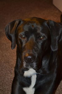 Close-up portrait of black dog