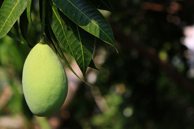 Close-up of mango growing on branch