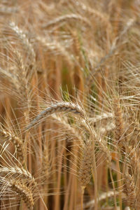 Closeup of ears of golden wheat on the field