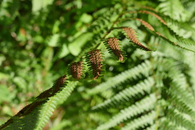 Close-up of fresh green plant