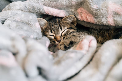 Close-up of kitten sleeping