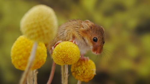 Close-up of an insect on yellow flower