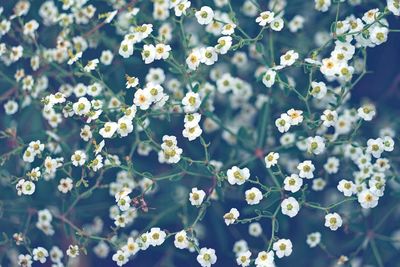 Close-up of white flowering plants on field