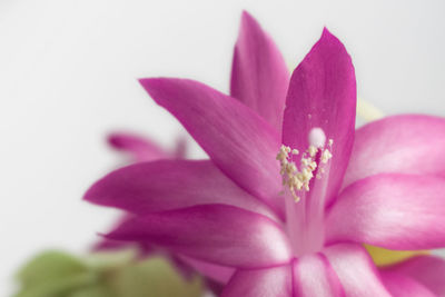 Close-up of pink flower blooming outdoors