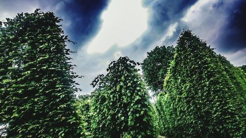 Low angle view of trees against sky