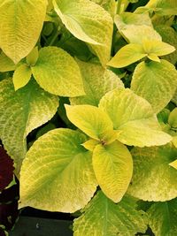 Full frame shot of green leaves