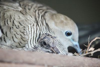 Close-up of bird