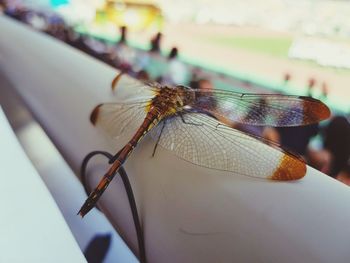 Close-up of insect