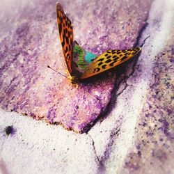 High angle view of butterfly on purple flower