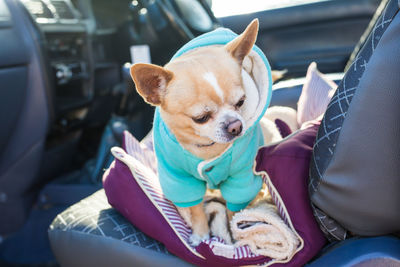 Close-up of a dog sitting in car