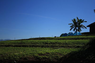 Scenic view of agricultural field against blue sky