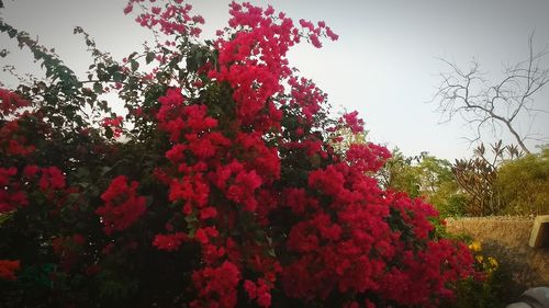 Low angle view of flower tree against sky