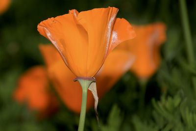 Close-up of orange rose flower