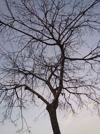 Low angle view of bare trees against sky