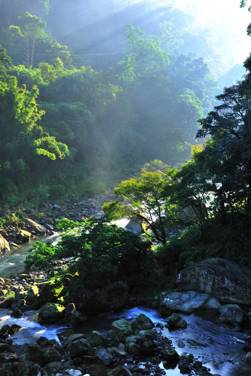 SCENIC VIEW OF RIVER FLOWING THROUGH ROCKS IN FOREST