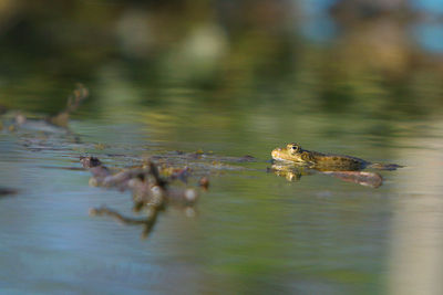 Ducks swimming in lake