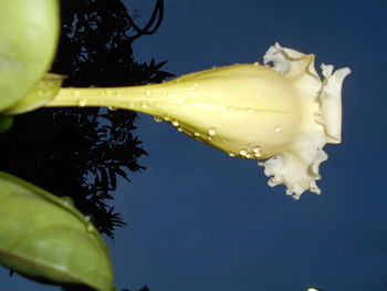 Close-up of fruits on water