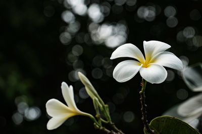 Close-up of white flowering plant