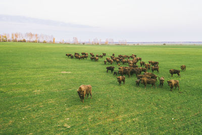 Sheep grazing in a field