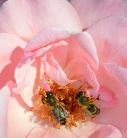 Close-up of bee on pink flower