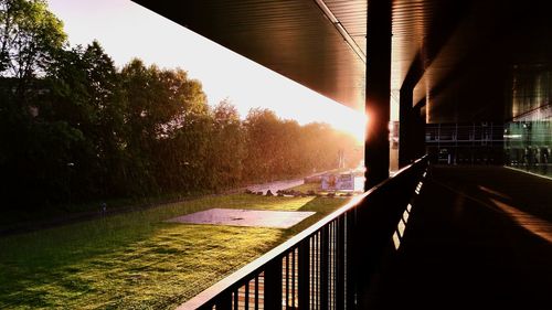 Sun shining through trees