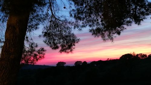 Silhouette trees against sky during sunset