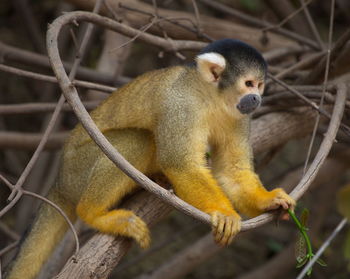 Side on closeup portrait of golden squirrel monkey saimiri sciureus sitting on branch, bolivia.